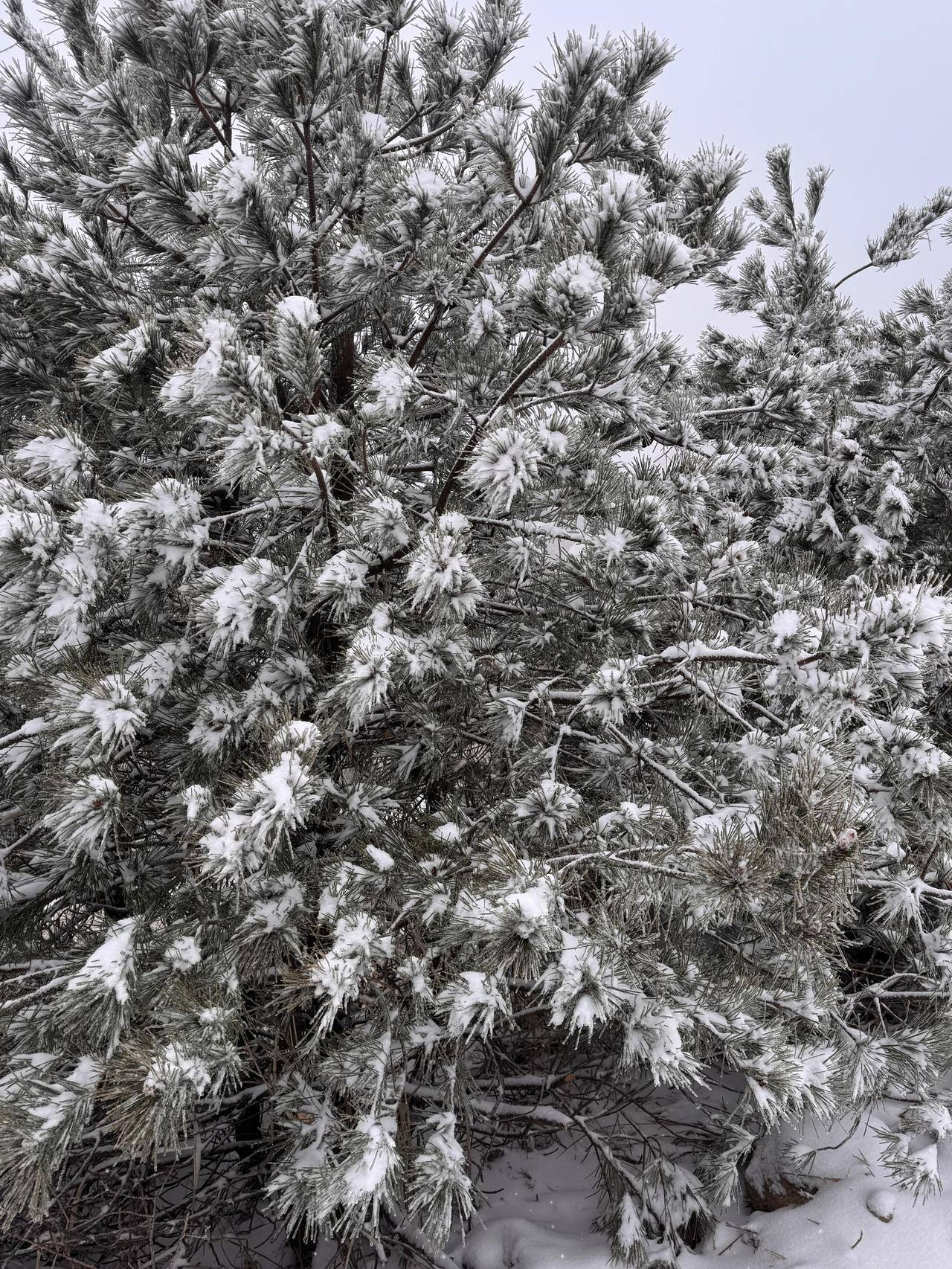 刚刚西湖边飘雪子了？浙江多地下雪，第一波赏雪大军已到达
