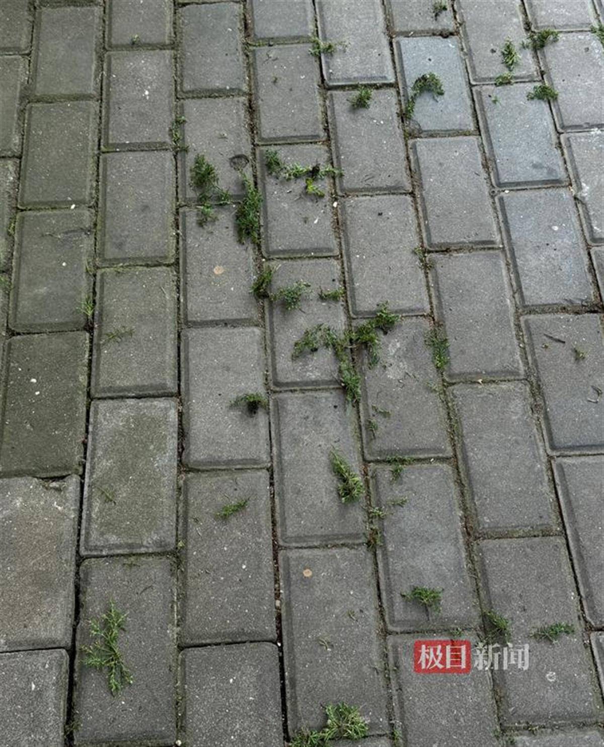 环卫工人徒手从砖缝抠杂草，网友猜测主管部门要求过高，宁波环卫部门回应