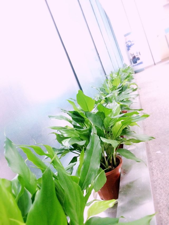 驰马奥贵金属(广州驰马奥信息咨询有限公司)